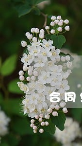 合同纠纷 律师费承担 合同纠纷 律师费承担
